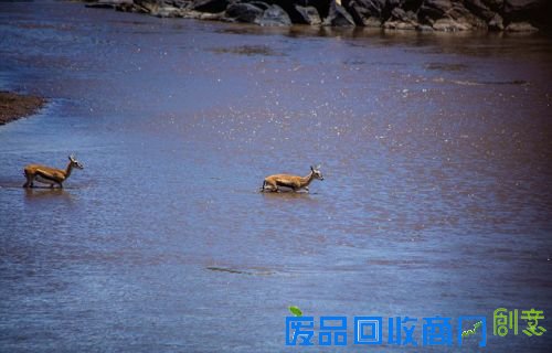 非洲羚羊过河遭鳄鱼血盆大口杀戮