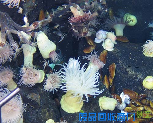 热液区海葵、贻贝等生物.jpg