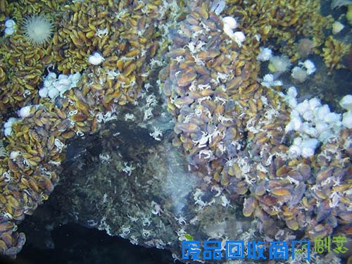 热液喷口附着的大量虾、海葵、瓷蟹、贻贝等生物.jpg