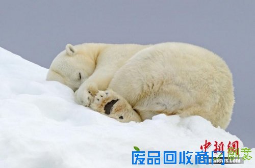 资料图：斯瓦巴特群岛的冰川上，一只北极熊在松软的，厚厚的雪堆上蜷缩起身体做着美梦。