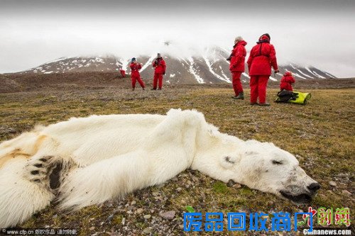 资料图：北冰洋斯瓦尔巴特群岛现一只瘦得身上几无脂肪，只有皮和骨的北极熊尸体。