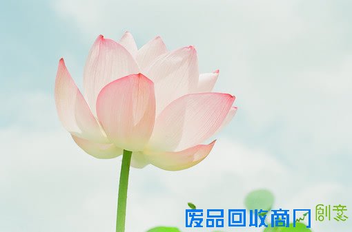 清塘荷韵 唯美小清新摄影美图