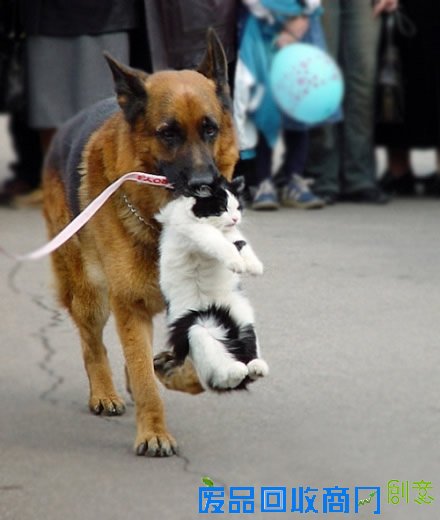 萌宠可爱图片,可爱的小猫小狗图片