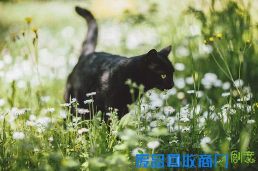 摄影师Elena Morelli的黑猫摄影图片