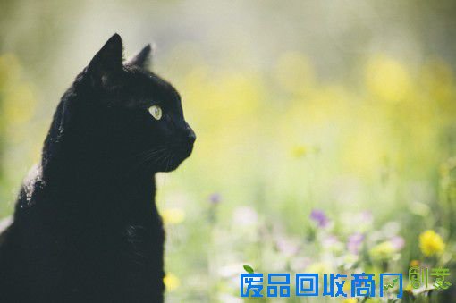 摄影师Elena Morelli的黑猫摄影图片