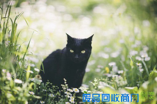 摄影师Elena Morelli的黑猫摄影图片