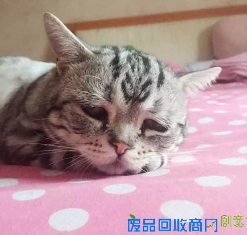 这只小猫也瞬间触发了无数女性网友的母性：“噢天哪，这小家伙太可怜了，我要给它好多爱的抱抱。”