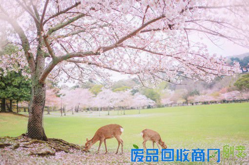 刘顺儿妞唯美的樱花与鹿旅行摄影