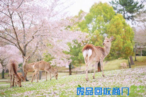 刘顺儿妞唯美的樱花与鹿旅行摄影