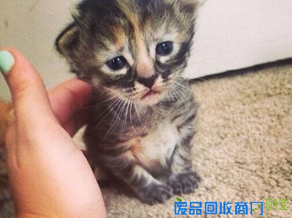 世界上表情最悲伤的小猫网络爆红 绰号＂无比忧伤＂(组图)
