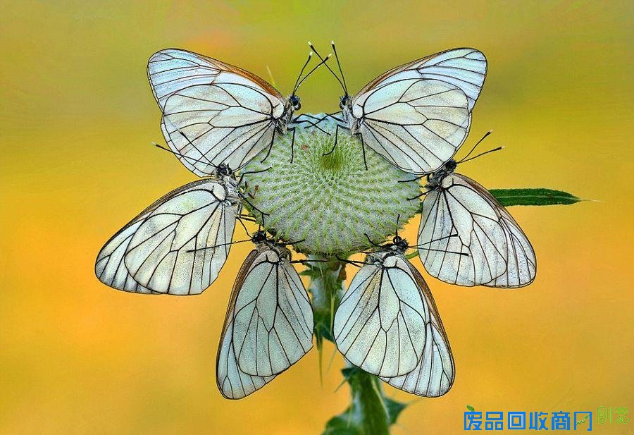 画面太美我不敢看 摄影师镜头下造型对称的昆虫（图）