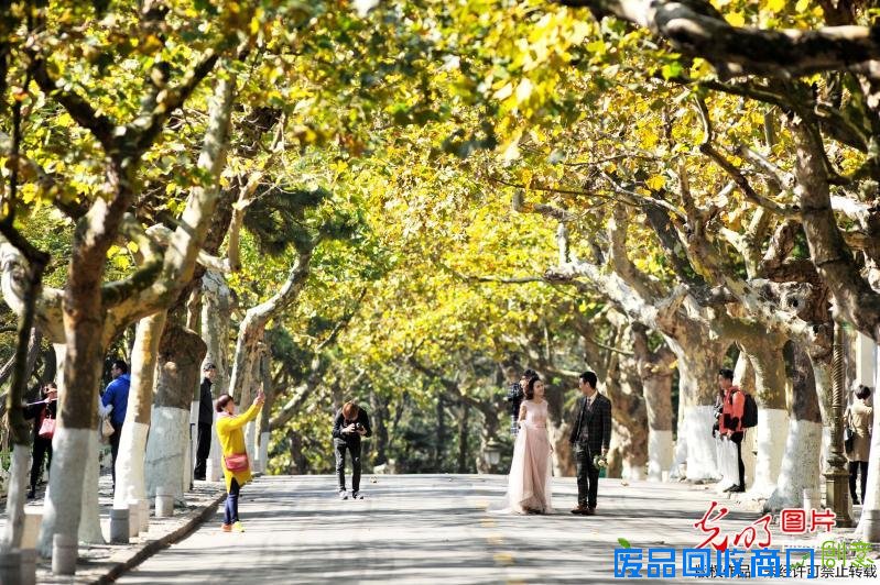 青岛八大关迎来最美秋季 新人扎堆拍摄婚纱照