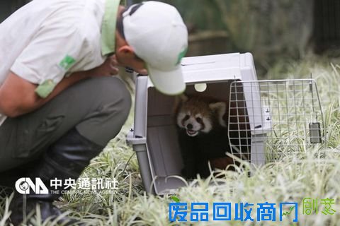 台北小熊猫双胞胎宝宝呆萌可爱 个性大不同（图）