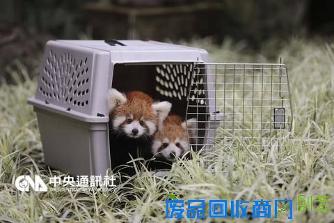 小熊猫宝宝“可忻”（右）和“可玥”（左）。 台湾“中央社”资料照片