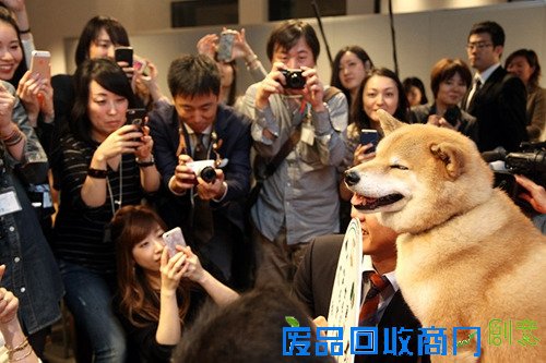 日本超萌柴犬全球数百万粉丝 傲娇可爱(图)