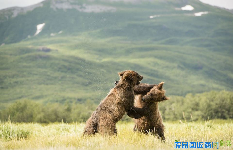 美摄影师抓拍棕熊幼仔打架画面(高清组图)