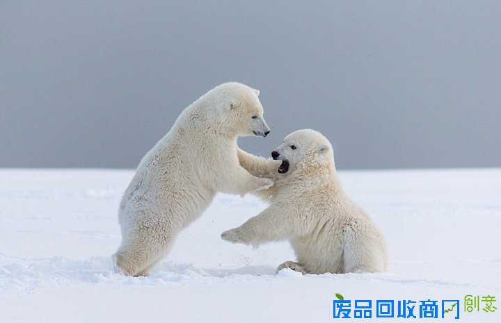 美摄影师抓拍北极熊幼崽自嗨场面