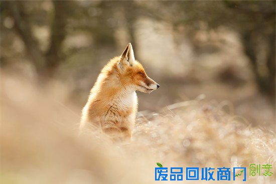 摄影师镜头下的野生狐狸,话说他们也太享受了吧