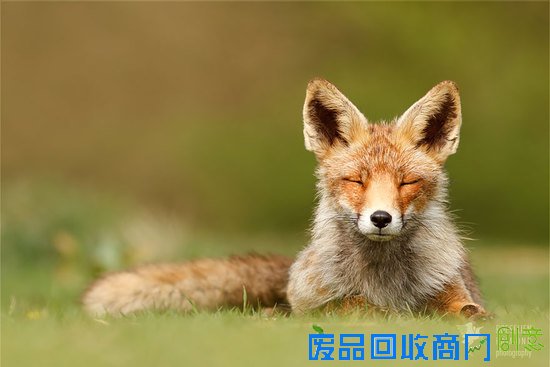 摄影师镜头下的野生狐狸,话说他们也太享受了吧