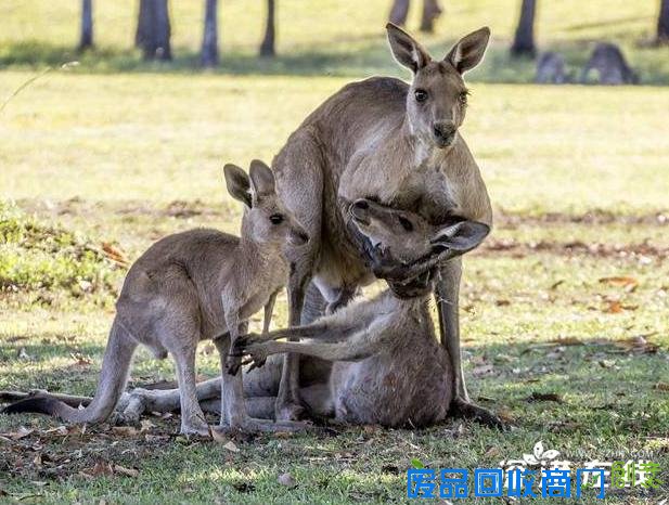 袋鼠临终握住宝宝到底怎么回事  袋鼠临终握住宝宝是真的吗 袋鼠临终握住宝宝最新消息