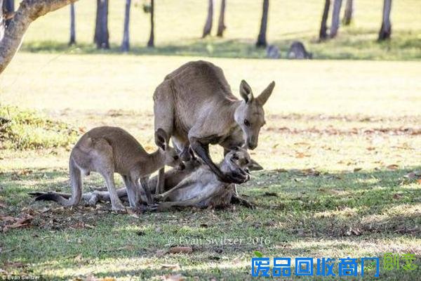 早上，Evan Switzer在澳大利亚昆士兰弗雷泽岛的原始林区拍到这一幕。“他似乎想要把她抱起来，但她不能站立而摔到地上。他轻轻推她，站在她身边......这是一个非常特殊的景象，他只是在悼念他的伴侣。”