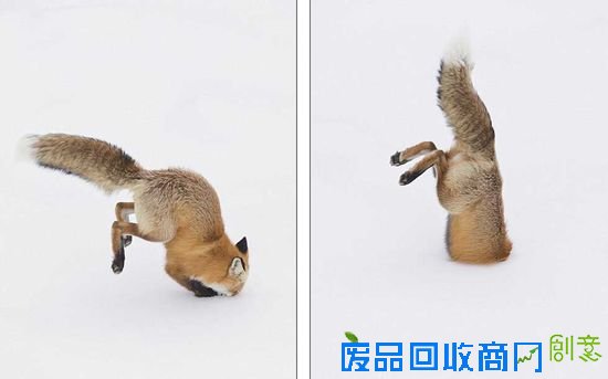 美摄影师抓拍奇景：狐狸腾空而起钻入雪中猎食(组图)