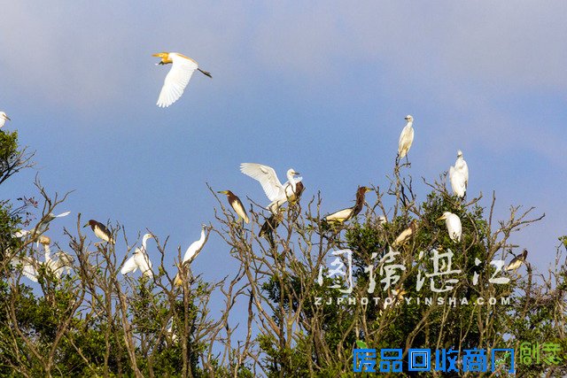 夏日雷州观白鹭