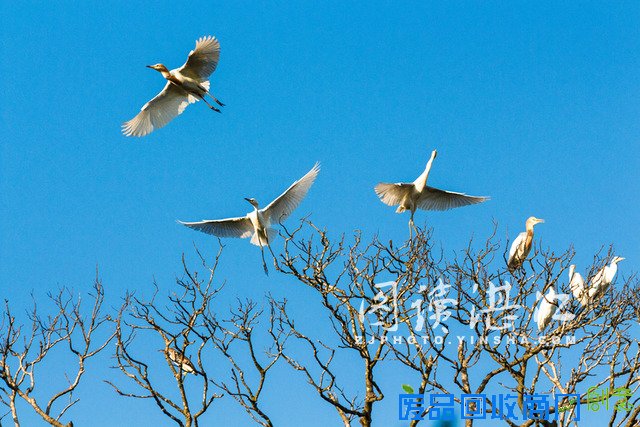 夏日雷州观白鹭