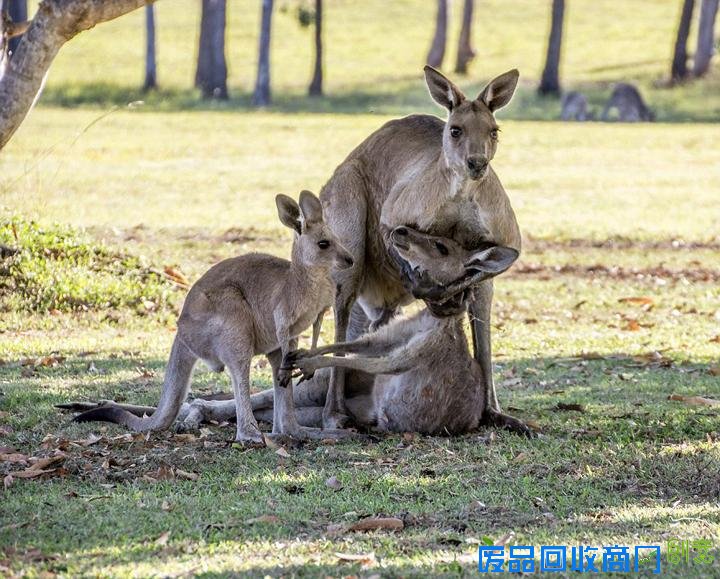 澳大利亚垂死袋鼠妈妈给孩子最后一抱令人心碎