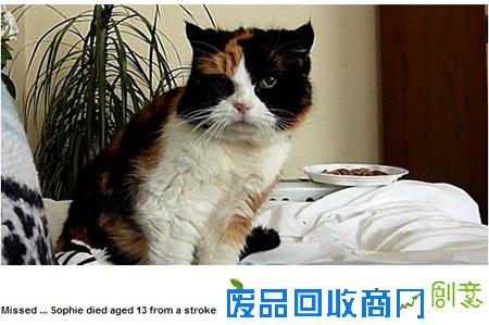 英国一男子因宠物猫死亡悲伤过度自杀(图)