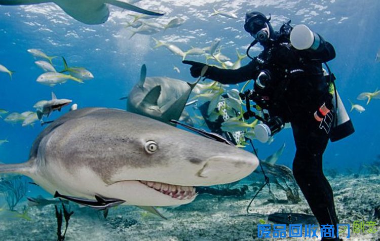 美摄影师抓拍鲨鱼水下搞怪照 呲牙好像在笑(高清组图)
