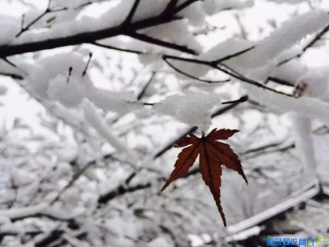 看着照片游杭城，朋友圈杯雪景摄影大赛真是美呆了！