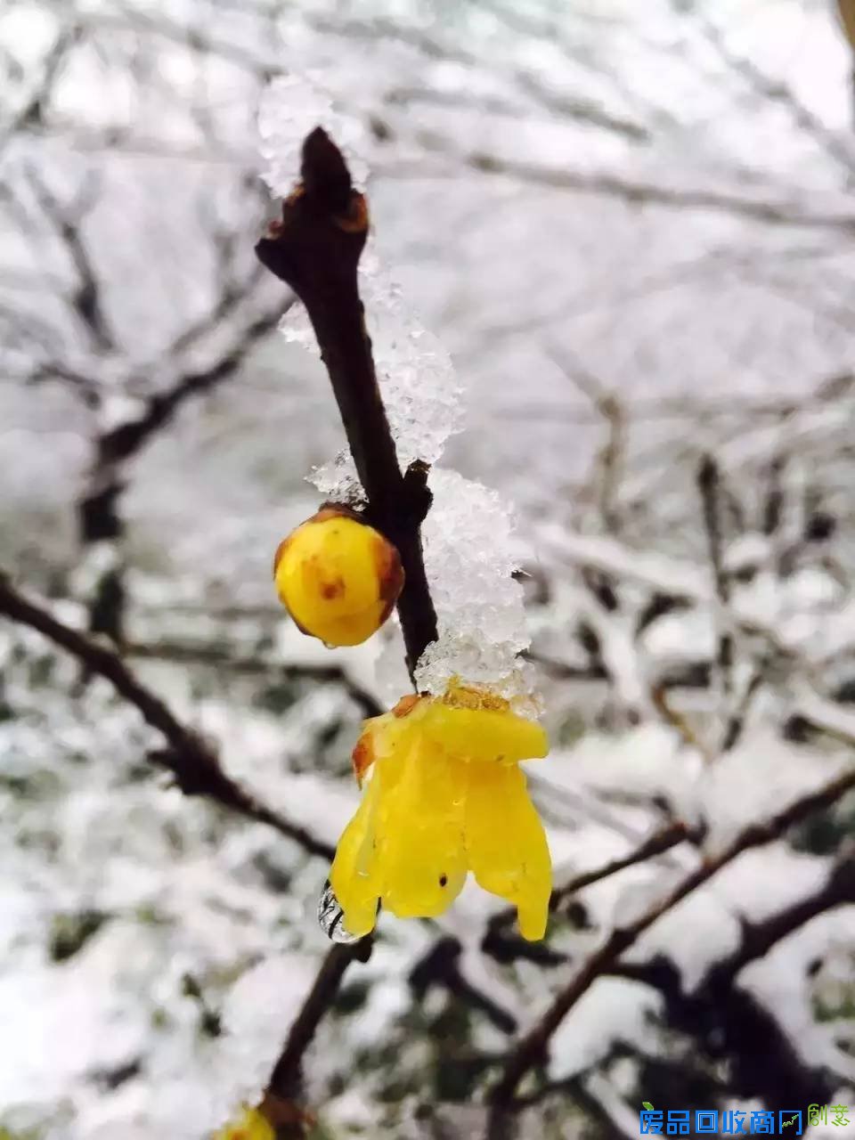 看着照片游杭城，朋友圈杯雪景摄影大赛真是美呆了！