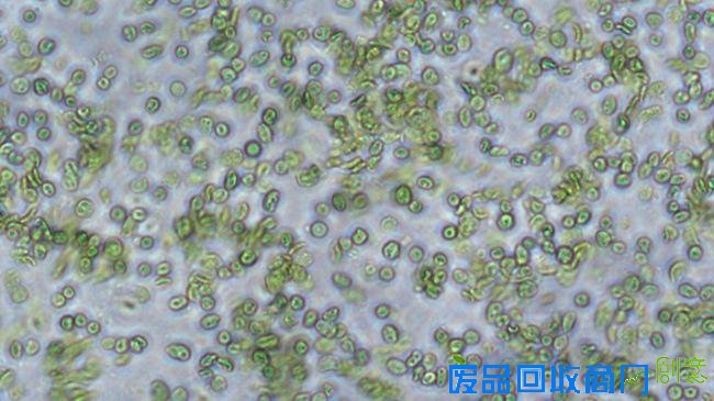  全球第一片人造绿叶诞生