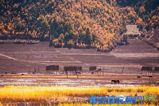 去丽江旅拍婚纱照或旅行写真，几月份的景色最美？什么季节最漂亮？13