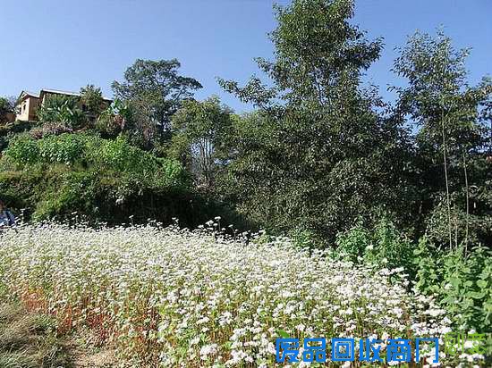 快登上山顶时，半山腰一片不知名的花，凭我们仅有的农业知识，谁也不知这是什么作物