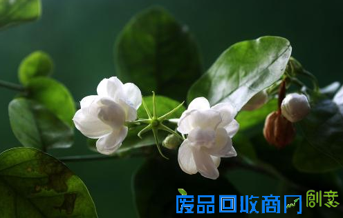 盘点红楼梦中的美容秘方靠谱吗？ DIY中药植物美容方