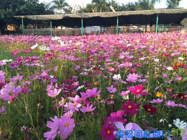 旅游文化节来了，去佛山逛逛！ 