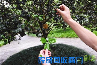 指导老师：黎念林 杭州植物园