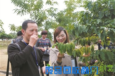 长泰生态采摘自驾游 体验“小黄山”的酸甜芦柑