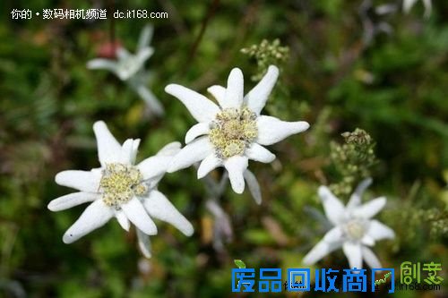 三朵奇葩 空中草原的雪绒花和蔚县剪纸