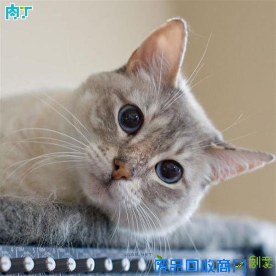 治愈系图片 让可爱的猫咪治愈你受伤的心灵吧