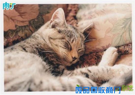 治愈系图片 让可爱的猫咪治愈你受伤的心灵吧