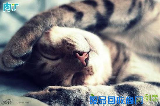 治愈系图片 让可爱的猫咪治愈你受伤的心灵吧