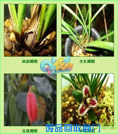 QQ炫舞幸福花园DIY 非买珍品大放送