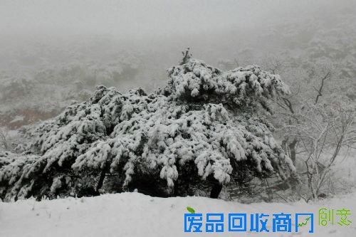 青岛现罕见春雪 引摄影爱好者前来观赏