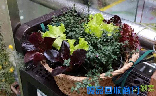 市民绿化节园艺进家庭 “可食用花园”送艺上门