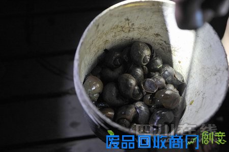 成都“荷塘月色”孩子捡福寿螺成乐趣 专家称螺体内寄生虫多