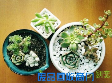 月圆中秋 绿满中体 与家人一起分享趣味绿植DIY