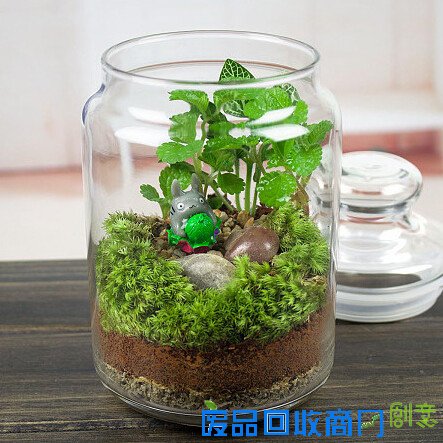 月圆中秋 绿满中体 与家人一起分享趣味绿植DIY